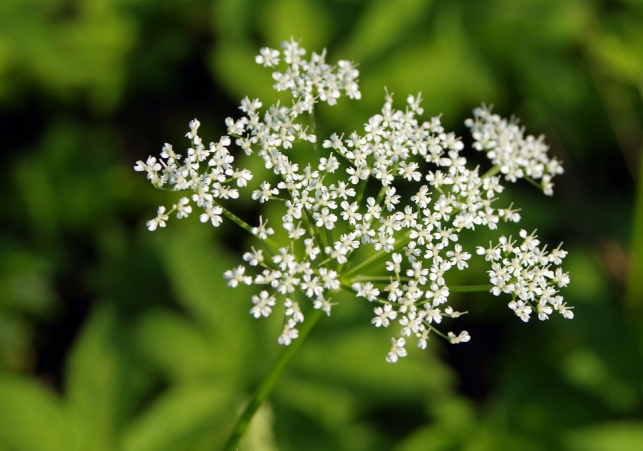 barszcz sosnowskiego