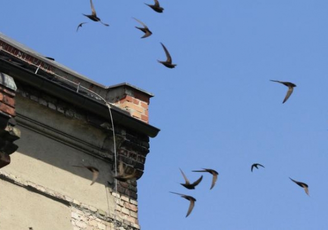 stada jerzyków na Jeżycach