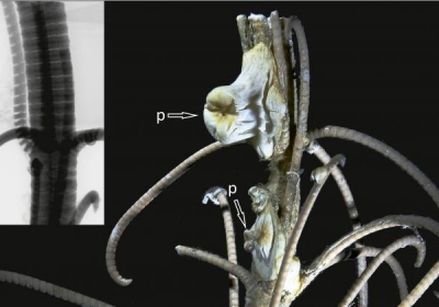 Skamieniałości liliowców