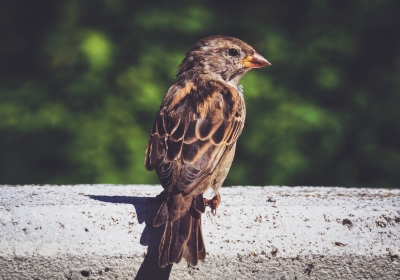 obraczkowanie ptakow